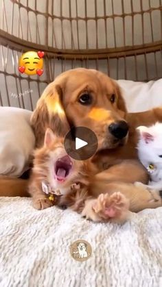 a dog and two kittens laying on top of a bed next to each other