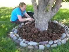 a woman kneeling next to a tree with lots of pine cones in it's circle