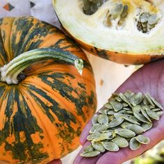 a hand holding seeds next to pumpkins and squash