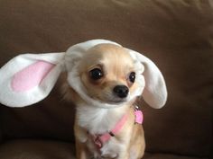 a small dog wearing bunny ears sitting on a couch