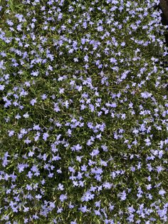 blue flowers are growing in the grass