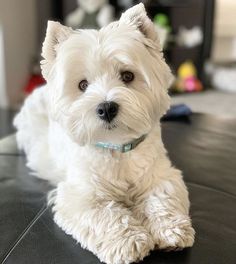 a small white dog sitting on top of a black couch