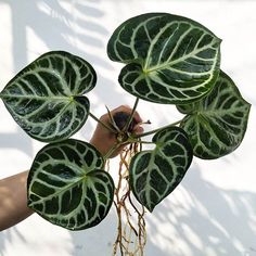 a person holding up a large green plant