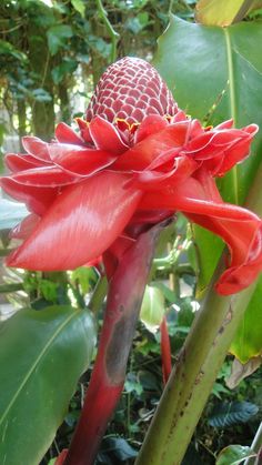 a large red flower with green leaves in the back ground and trees in the background