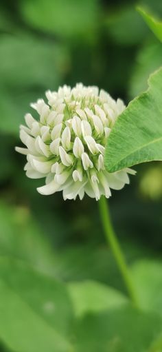 a white flower with green leaves in the background