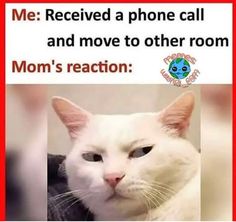 a white cat is looking at the camera with caption that reads, me received a phone call and move to other room mom's reaction