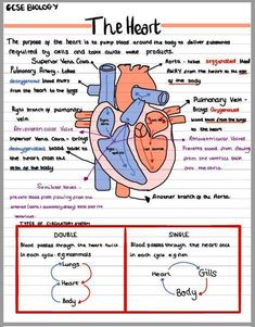 a diagram of the human heart with labels on it and instructions to label them in english