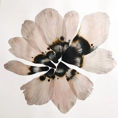 a white flower with black spots in the center on a white background is seen from above