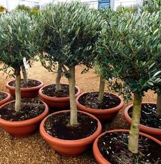 there are many small trees in the pots