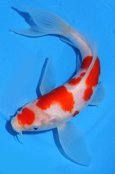 an orange and white fish swimming in blue water