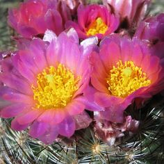 three pink flowers with yellow centers in the desert