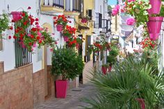 many potted plants line the side of buildings