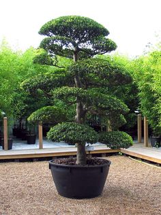 a small bonsai tree in a black pot on gravel area next to wooden steps