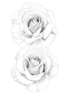 two white roses on a white background