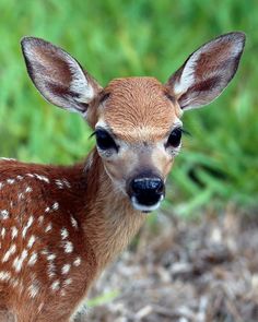 a young deer is looking at the camera