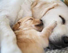 two dogs are sleeping together on the bed with their noses touching each other's heads