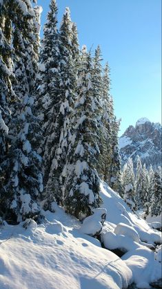 there is a snowboarder that is standing in the snow near some pine trees