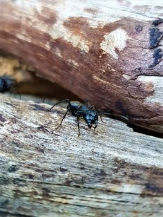 a close up of a bug on a piece of wood