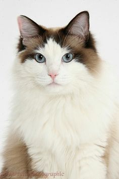 a white and brown cat with blue eyes looking at the camera on a white background