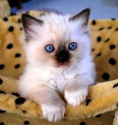 a white kitten with blue eyes sitting in a leopard print bed