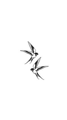 two black and white birds flying in the sky