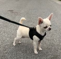 a small white dog wearing a black harness on a leash and standing in the street