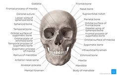 the human skull and its major bones with labels on each side, labeled in blue