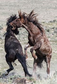 Hierarchy by Joecf - Image Of The Month Photo Contest Vol 11 Wild Horses Mustangs, Horse Anatomy, Mustang Horse, Horse Drawings, Horse Sculpture, Horse Photos, Pretty Horses