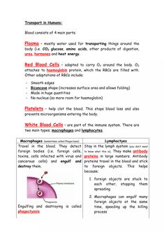 an article in the text describing different types of blood vessels