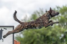 a dog jumping in the air over a sign