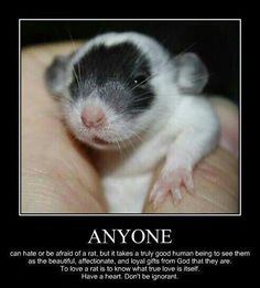 a small black and white animal sitting on top of someone's hand with the caption anyone