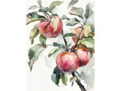 an apple tree branch with three apples on it's branches and leaves painted in watercolor