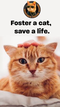 an orange cat laying on top of a bed with the caption fosterer a cat, save a life