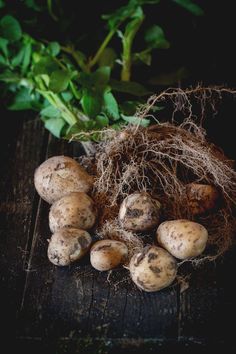 some potatoes are sitting on a wooden table next to green leaves and roots that have been dug into the ground