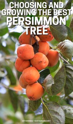 orange persimmon trees in a bunch on a tree. Small Orchard, Trees In Containers, Persimmon Tree, Picky Palate, Nut Trees