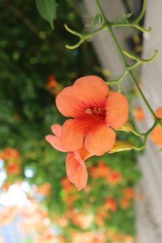 an orange flower is hanging from a branch