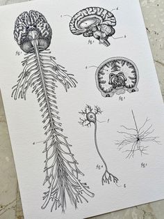 an ink drawing of different types of plants and their functions in the human body, including brain