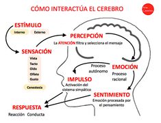 a diagram showing the different parts of an individual's head, including speech and language