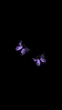 two purple butterflies flying in the dark