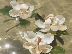 two white flowers floating on top of water