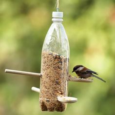 a bird sitting on top of a bottle filled with birdseed hanging from it's side