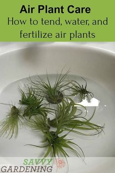 air plant care how to tend, water and fertilize air plants