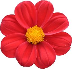 red flower with yellow center on white background