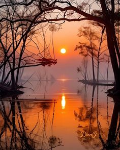 the sun is setting behind some trees and reflecting in the water on a foggy day