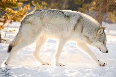 a wolf walking in the snow near some trees