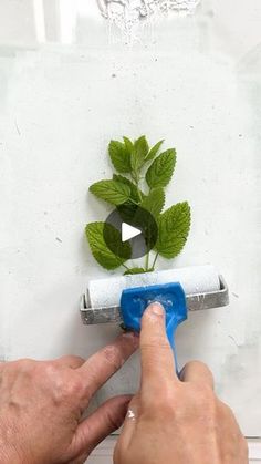 a person using a paint roller to paint a plant