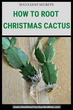 how to root christmas cactuses on a wooden table