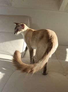 a siamese cat standing on the back of a white couch looking at something in the distance