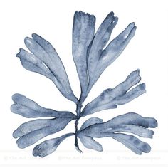 an image of a blue plant that is in watercolor and ink on white paper