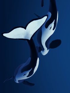 two black and white orca whales swimming in the blue water with their tails curled up